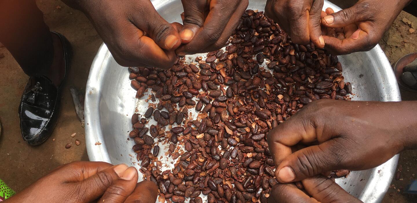 Cocoa beans